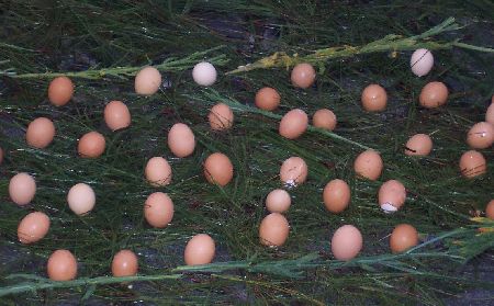 close up of eggs