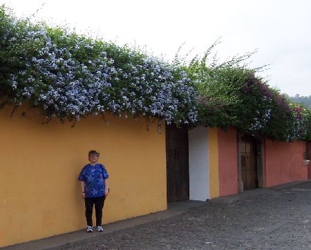 Margreta and wall with overhanging flowers